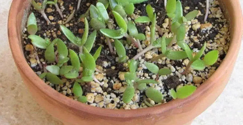Hens & Chicks,(Seed Mix) Perennial succulent - Caribbean garden seed