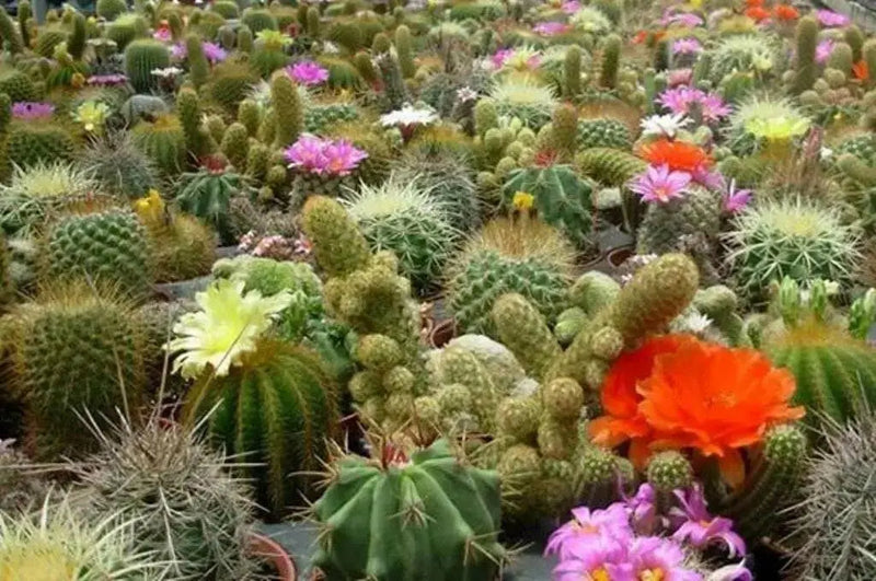 Hens & Chicks,(Seed Mix) Perennial succulent - Caribbean garden seed