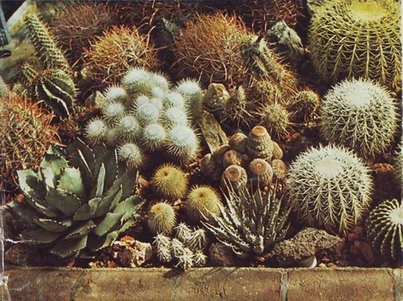 Hens & Chicks,(Seed Mix) Perennial succulent - Caribbean garden seed