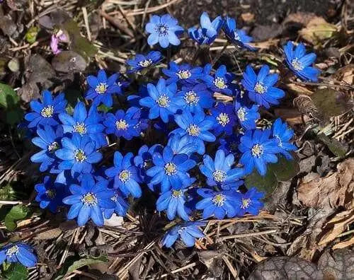 Hepatica Plant (bareroot ) Native wildflower VINE - Caribbean garden seed
