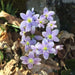 Hepatica Plant (bareroot ) Native wildflower VINE - Caribbean garden seed