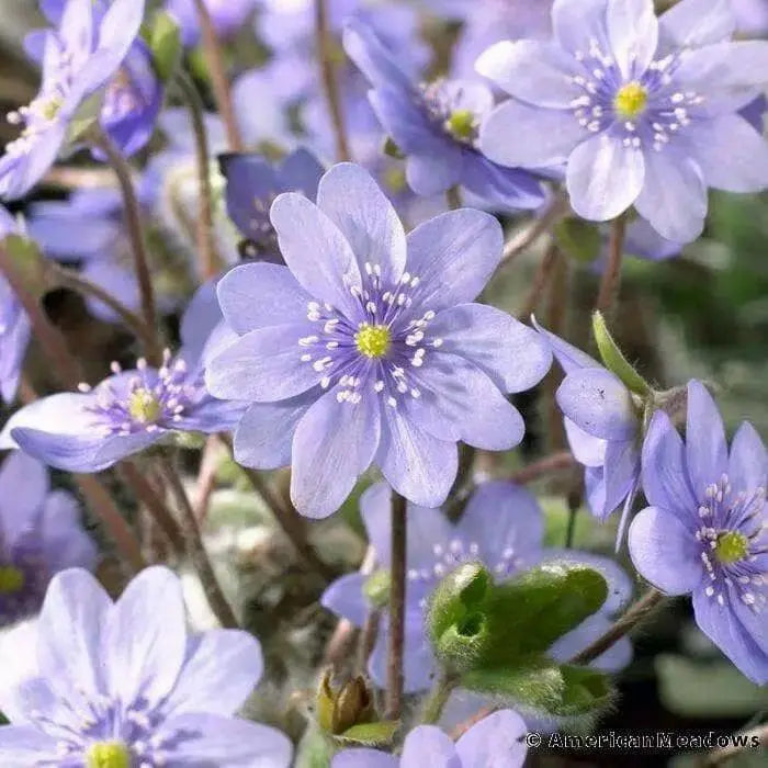 Hepatica Plant (bareroot ) Native wildflower VINE - Caribbean garden seed