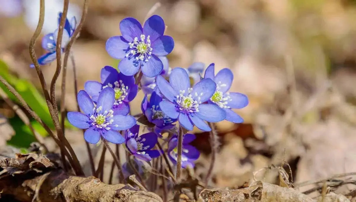 Hepatica Plant (bareroot ) Native wildflower VINE - Caribbean garden seed