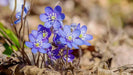 Hepatica Plant (bareroot ) Native wildflower VINE - Caribbean garden seed