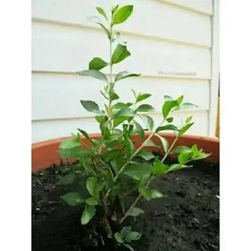 Henna Plant Seeds ,Flowering shrub - Caribbean garden seed