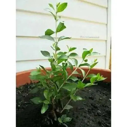 Henna Plant Seeds ,Flowering shrub - Caribbean garden seed