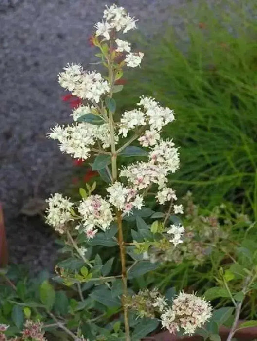 Henna Plant Seeds ,Flowering shrub - Caribbean garden seed