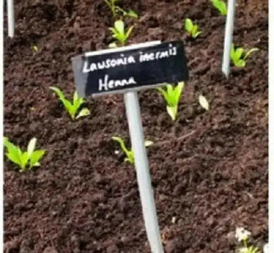 Henna Plant Seeds ,Flowering shrub - Caribbean garden seed