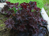 Heuchera (Purple Palace-3 Bare Root/Plant) Perennial - Caribbean garden seed