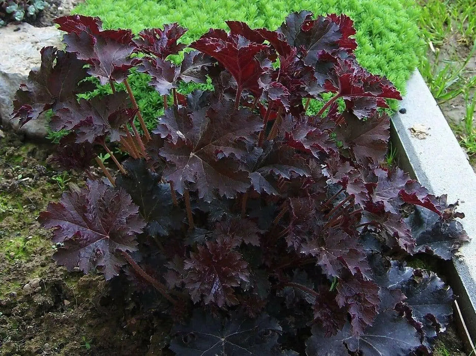 Heuchera (Purple Palace-3 Bare Root/Plant) Perennial - Caribbean garden seed