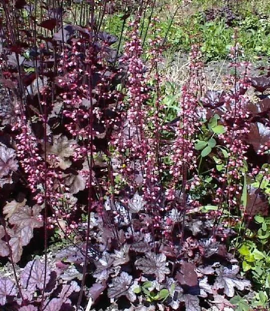 Heuchera (Purple Palace-3 Bare Root/Plant) Perennial - Caribbean garden seed