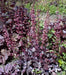 Heuchera (Purple Palace-3 Bare Root/Plant) Perennial - Caribbean garden seed