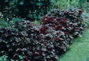 Heuchera (Purple Palace-3 Bare Root/Plant) Perennial - Caribbean garden seed