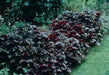 Heuchera (Purple Palace-3 Bare Root/Plant) Perennial - Caribbean garden seed
