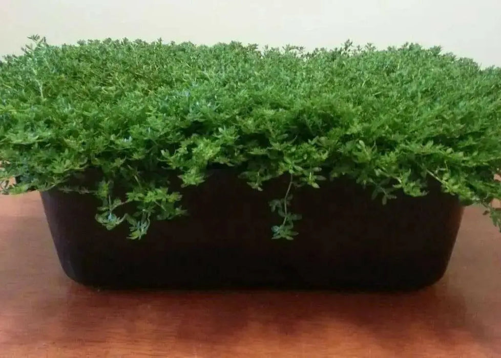 Herniaria Glabra Seeds - GREEN CARPET a.K.a Burstwort, Ground-Cover - Caribbean garden seed