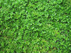 Herniaria Glabra Seeds - GREEN CARPET a.K.a Burstwort, Ground-Cover - Caribbean garden seed