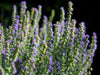 HERB,Hyssop, Official (Hyssopus officinalis),Perennial native to the Mediterranean - Caribbean garden seed