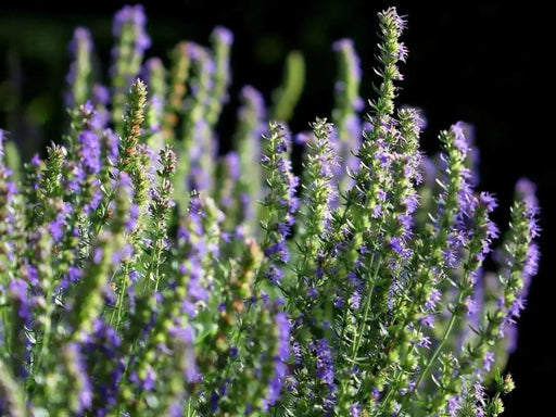 HERB,Hyssop, Official (Hyssopus officinalis),Perennial native to the Mediterranean - Caribbean garden seed