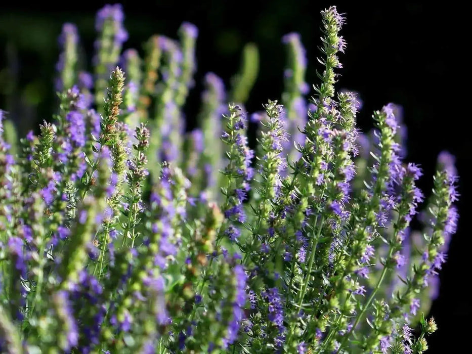 HERB,Hyssop, Official (Hyssopus officinalis),Perennial native to the Mediterranean - Caribbean garden seed