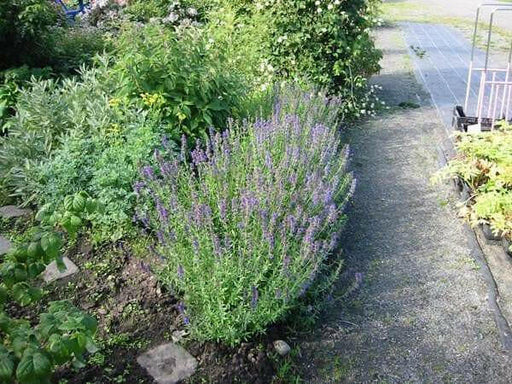 HERB,Hyssop, Official (Hyssopus officinalis),Perennial native to the Mediterranean - Caribbean garden seed
