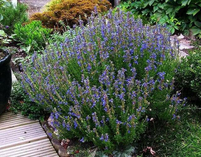 HERB,Hyssop, Official (Hyssopus officinalis),Perennial native to the Mediterranean - Caribbean garden seed