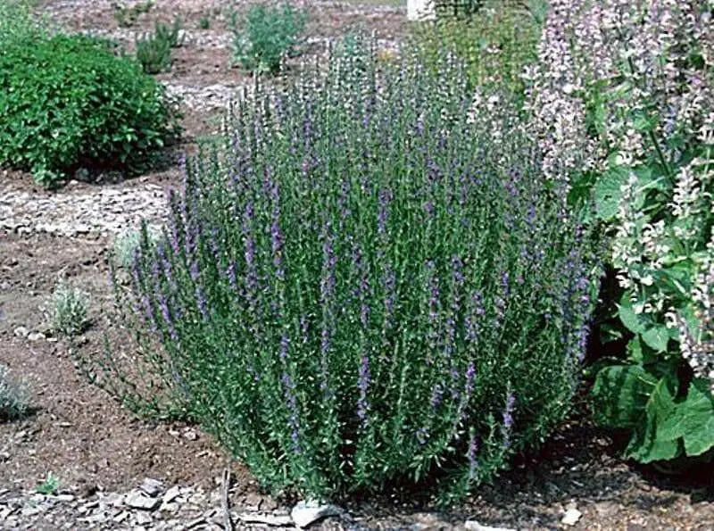 HERB,Hyssop, Official (Hyssopus officinalis),Perennial native to the Mediterranean - Caribbean garden seed