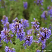 HERB,Hyssop, Official (Hyssopus officinalis),Perennial native to the Mediterranean - Caribbean garden seed