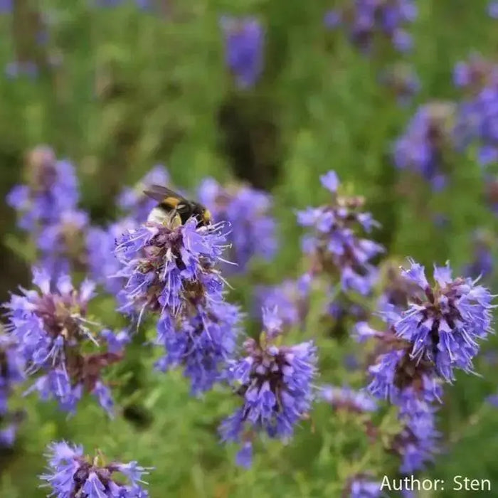HERB,Hyssop, Official (Hyssopus officinalis),Perennial native to the Mediterranean - Caribbean garden seed