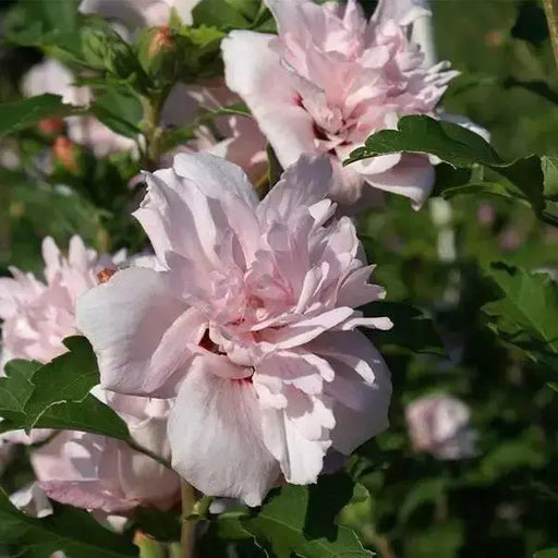 Hibiscus Rose of Sharon, 'Blushing Bride" Hardy Perennial SHRUB - Caribbean garden seed