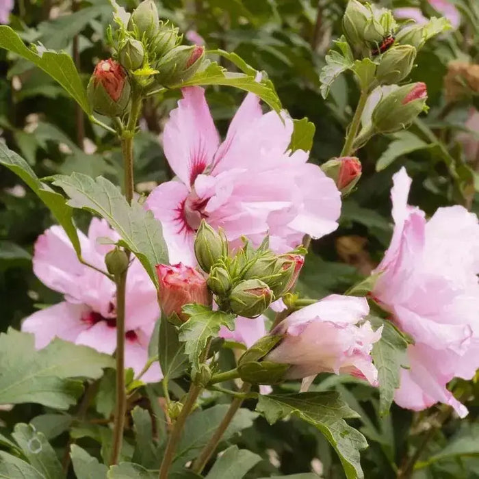 Hibiscus Rose of Sharon, 'Blushing Bride" Hardy Perennial SHRUB - Caribbean garden seed