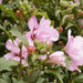 Hibiscus Rose of Sharon, 'Blushing Bride" Hardy Perennial SHRUB - Caribbean garden seed