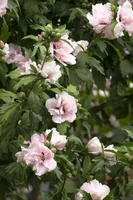 Hibiscus Rose of Sharon, 'Blushing Bride" Hardy Perennial SHRUB - Caribbean garden seed