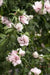 Hibiscus Rose of Sharon, 'Blushing Bride" Hardy Perennial SHRUB - Caribbean garden seed