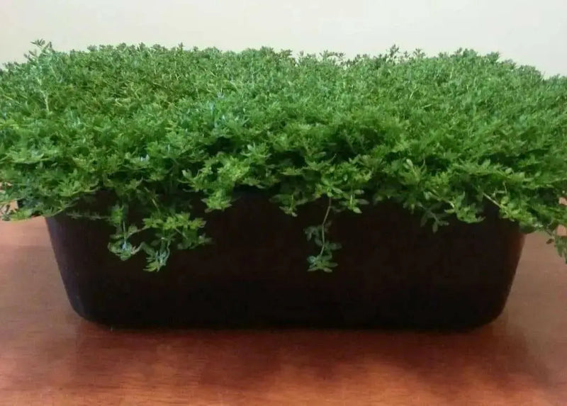 Herniaria Glabra Seeds - GREEN CARPET- Ground-Cover,Grow in poor soil and gravel ! ! - Caribbean garden seed