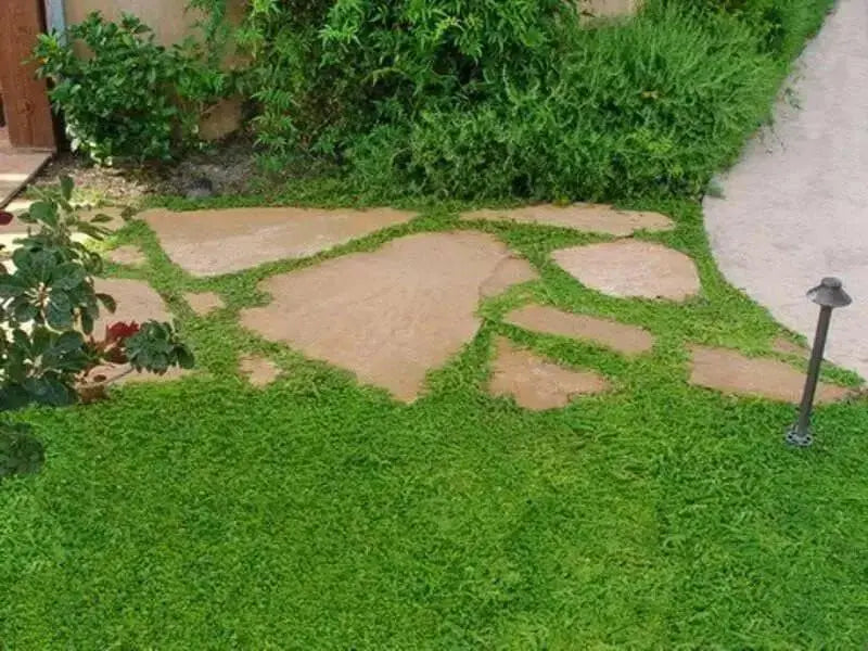 Herniaria Glabra Seeds - GREEN CARPET- Ground-Cover,Grow in poor soil and gravel ! ! - Caribbean garden seed