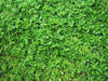 Herniaria Glabra Seeds - GREEN CARPET- Ground-Cover,Grow in poor soil and gravel ! ! - Caribbean garden seed