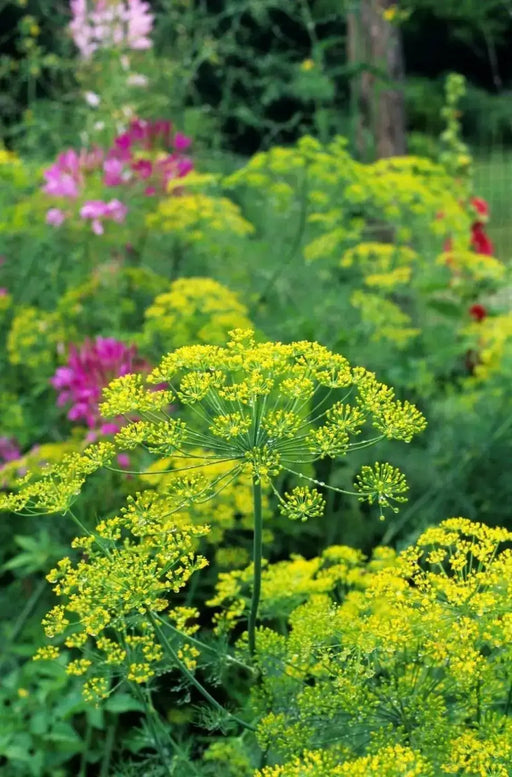 Herb Seeds -Bouquet Dill.Early to flower with large seed heads. - Caribbean garden seed