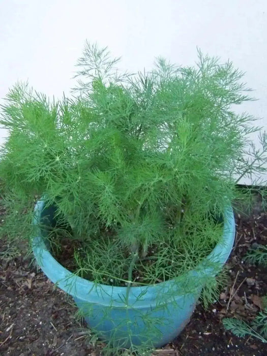 Herb Seeds -Bouquet Dill.Early to flower with large seed heads. - Caribbean garden seed