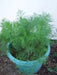 Herb Seeds -Bouquet Dill.Early to flower with large seed heads. - Caribbean garden seed
