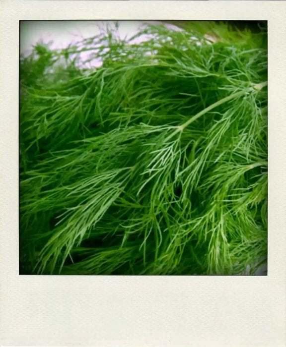 Herb Seeds -Bouquet Dill.Early to flower with large seed heads. - Caribbean garden seed