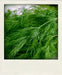 Herb Seeds -Bouquet Dill.Early to flower with large seed heads. - Caribbean garden seed