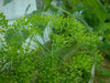 Herb Seeds -Bouquet Dill.Early to flower with large seed heads. - Caribbean garden seed