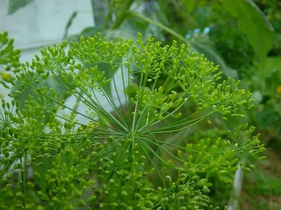 Herb Seeds -Bouquet Dill.Early to flower with large seed heads. - Caribbean garden seed