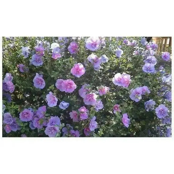 HIBISCUS SEEDS (Rose of Sharon ) Perennial flowering Shrub - Caribbean garden seed