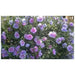 HIBISCUS SEEDS (Rose of Sharon ) Perennial flowering Shrub - Caribbean garden seed