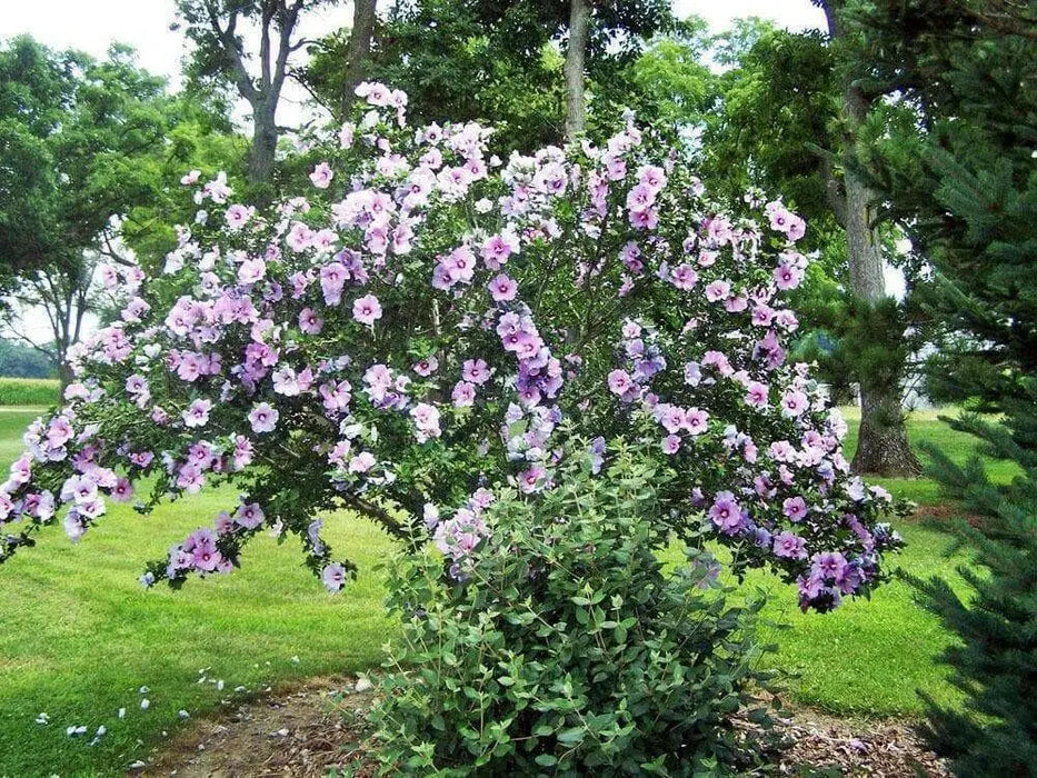HIBISCUS SEEDS (Rose of Sharon ) Perennial flowering Shrub - Caribbean garden seed