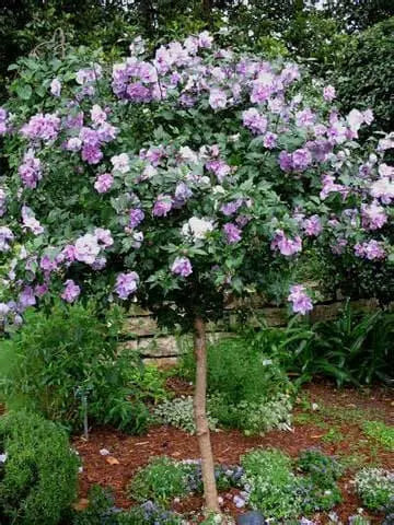 HIBISCUS SEEDS (Rose of Sharon ) Perennial flowering Shrub - Caribbean garden seed