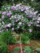 HIBISCUS SEEDS (Rose of Sharon ) Perennial flowering Shrub - Caribbean garden seed