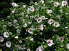Hibiscus Rose of Sharon, 'Helene' Hardy Perennial SHRUB - Caribbean garden seed