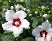 Hibiscus Rose of Sharon, 'Helene' Hardy Perennial SHRUB - Caribbean garden seed